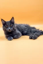 Irena Female Maine Coon Kitten