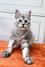 David Male Maine Coon Kitten