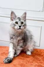 David Male Maine Coon Kitten