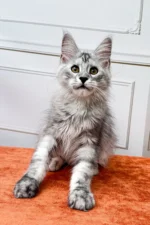 David Male Maine Coon Kitten