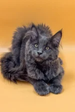 Irena | Maine Coon Kitten