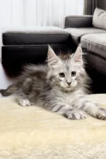 Isa Female Maine Coon Kitten