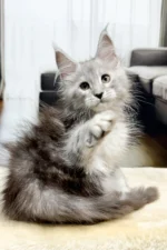 Ivory Male Maine Coon Kitten