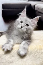 Ivory Male Maine Coon Kitten