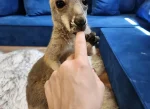 Rita- Female Baby Red Kangaroo