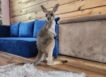 Rhubarb- Female Baby Red Kangaroo For Sale