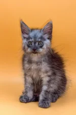 Kenzo Male Maine Coon Kitten