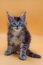 King Male Maine Coon Kitten