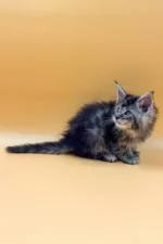 King Male Maine Coon Kitten