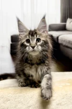 Lesha Female Maine Coon Kitten