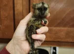 Chevy - Marmoset Male