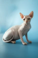 Bob | Sphynx Kitten