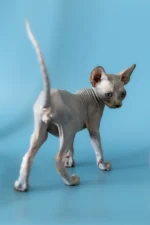 Barri | Sphynx Kitten