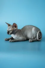 Bimbo | Sphynx Kitten