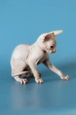 David | Sphynx Kitten