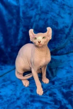 William | Sphynx Kitten