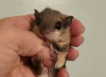 Flying Squirrel Baby Male