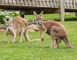 How Much Do Kangaroos Costs