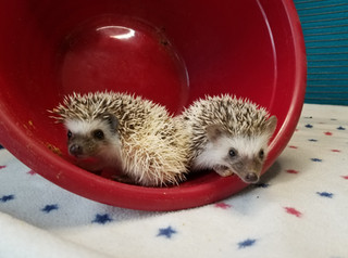 Owning a Hedgehog Pet