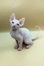 Jasmine| Sphynx Kitten