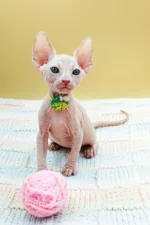 Kabyki | Sphynx Kitten