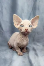 Cashew| Sphynx Kitten