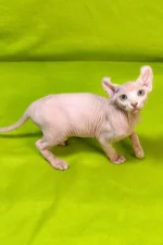 Walum | Sphynx Kitten