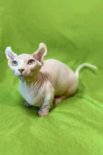 Marcuz | Sphynx Kitten