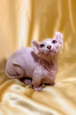 William| Sphynx Kitten