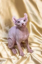 Werona | Sphynx Kitten