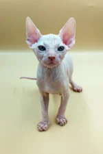 Indigo | Sphynx Kitten