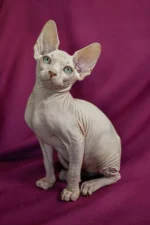 Almaz| Sphynx Kitten