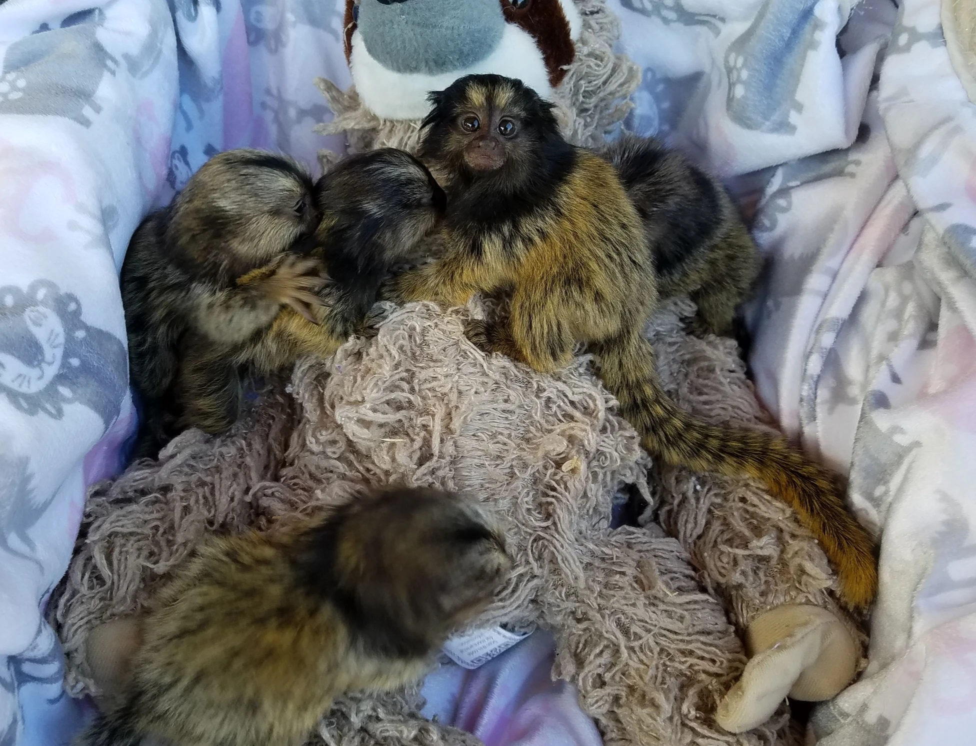 Marmoset Monkey Care Guide