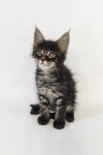 Carl Male Maine Coon Kitten