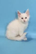 Casper Male Maine Coon Kitten