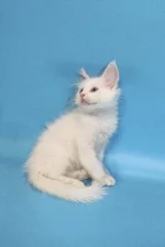 Casper Male Maine Coon Kitten for sale