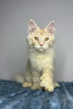 Charles Male Polydactyl Maine Coon