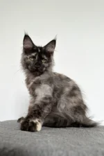 Chloe Female Maine Coon Kitten