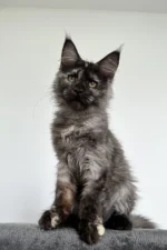 Chloe Female Maine Coon Kitten