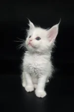 Coss male Maine Coon Kitten