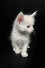 Coss male Maine Coon Kitten