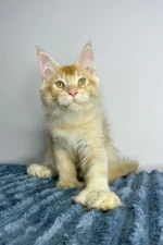 Cowboy Male Polydactyl Maine Coon