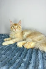 Cowboy Male Polydactyl Maine Coon