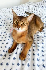 Charlie | Abyssinian Kittens