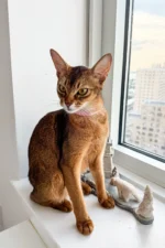 Grey|Abyssinian Kittens