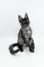 Kasandra Female Maine Coon Kitten