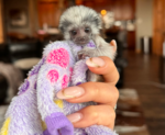 marmosets monkey