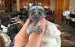 marmosets monkey for sale