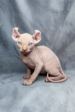 Caesar | Sphynx Kitten