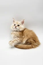 Querty Female Maine Coon Kitten